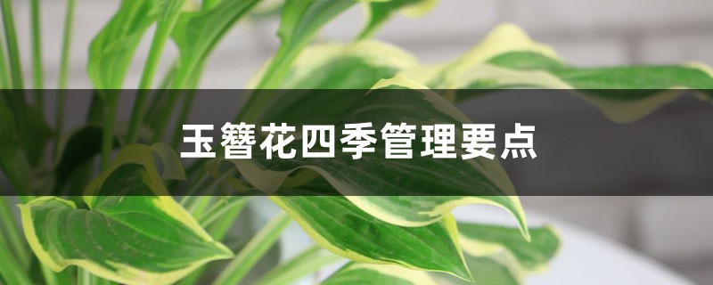 玉簪花四季管理要点 玉簪花四季管理要点