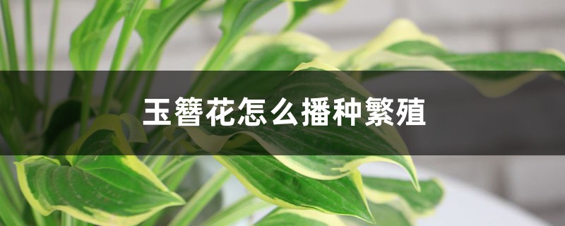 玉簪花怎么播种繁殖 玉簪花怎么播种繁殖