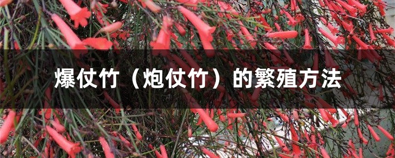 爆仗竹(炮仗竹)的繁殖方法 爆仗竹(炮仗竹)的繁殖方法