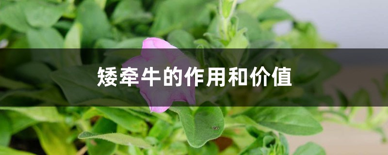 矮牵牛的作用和价值 矮牵牛的作用和价值