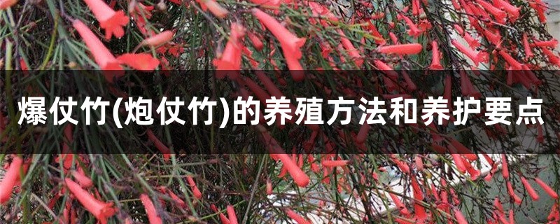 爆仗竹(炮仗竹)的养殖方法和养护要点 爆仗竹(炮仗竹)的养殖方法和养护要点