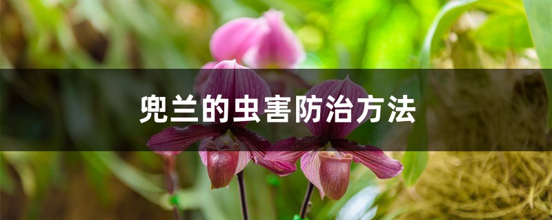 兜兰的虫害防治方法 兜兰的虫害防治方法