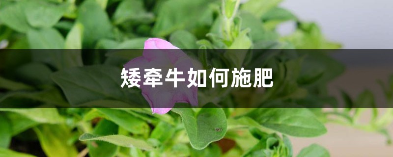 矮牵牛如何施肥 矮牵牛如何施肥