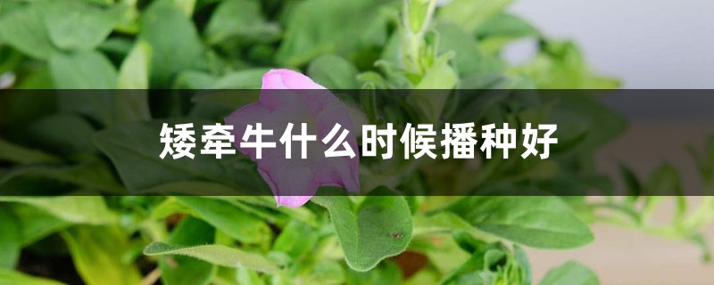 矮牵牛什么时候播种好 矮牵牛什么时候播种好