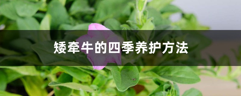 矮牵牛的四季养护方法 矮牵牛的四季养护方法