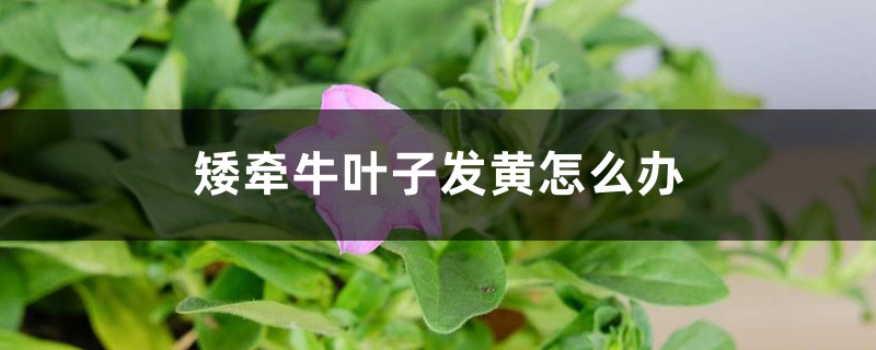 矮牵牛叶子发黄怎么办 矮牵牛叶子发黄怎么办
