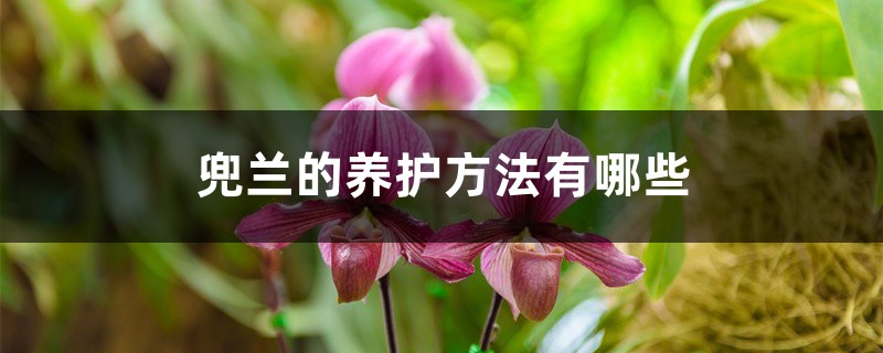 兜兰的养护方法有哪些 兜兰的养护方法有哪些