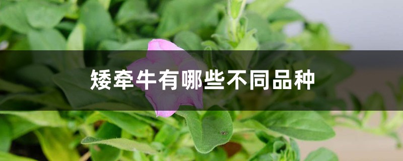 矮牵牛有哪些不同品种 矮牵牛有哪些不同品种