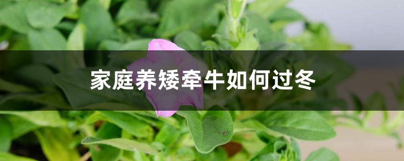 家庭养矮牵牛如何过冬 家庭养矮牵牛如何过冬