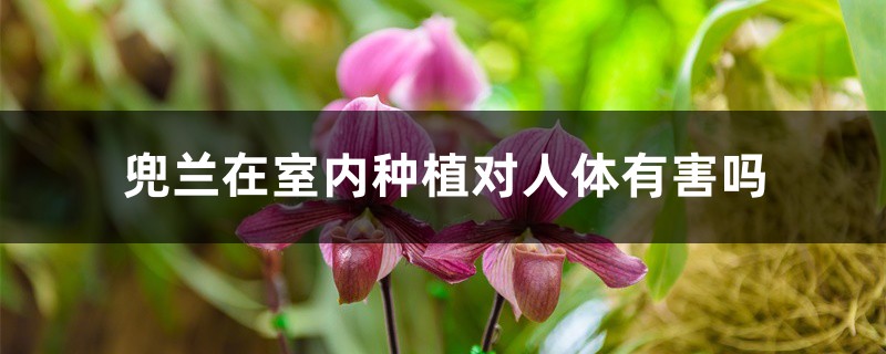 兜兰在室内种植对人体有害吗 兜兰在室内种植对人体有害吗