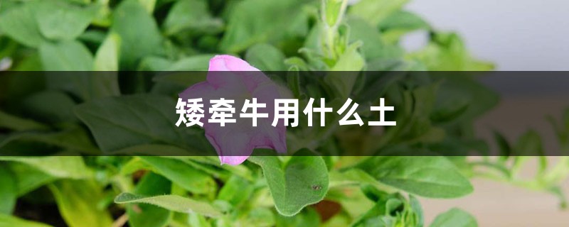 矮牵牛用什么土 矮牵牛用什么土