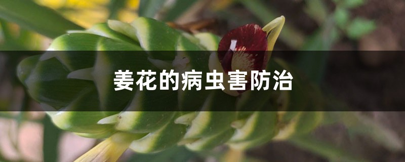 姜花的病虫害防治 姜花的病虫害防治