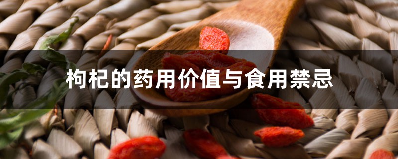 枸杞的药用价值与食用禁忌 枸杞的药用价值与食用禁忌