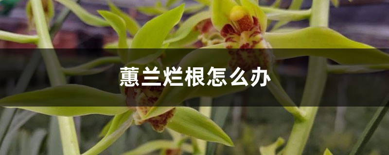 蕙兰烂根怎么办 蕙兰烂根怎么办