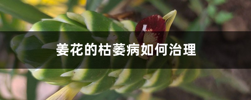 姜花的枯萎病如何治理 姜花的枯萎病如何治理