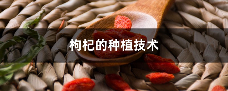 枸杞的种植技术 枸杞的种植技术