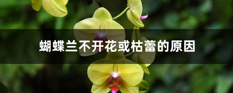 蝴蝶兰不开花或枯蕾的原因 蝴蝶兰不开花或枯蕾的原因