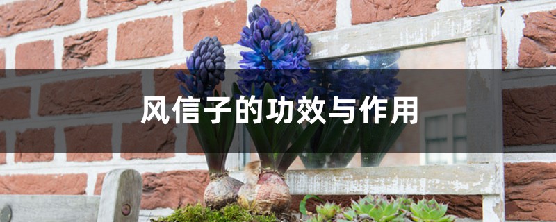 风信子的功效与作用 风信子的功效与作用