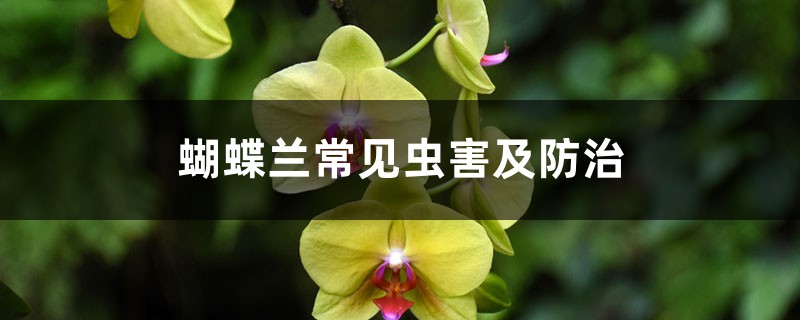 蝴蝶兰常见虫害及防治 蝴蝶兰常见虫害及防治