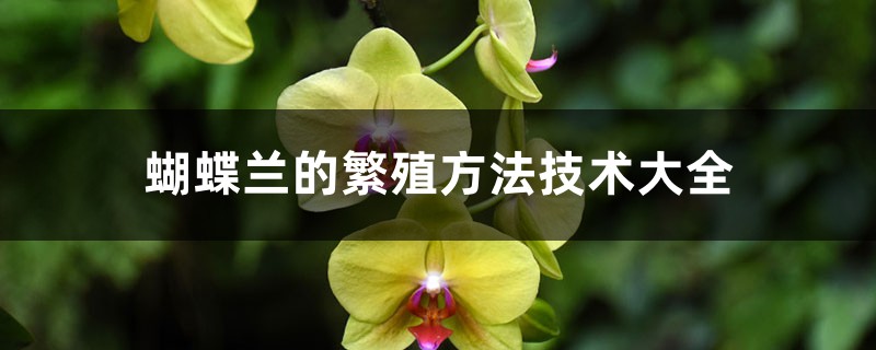 蝴蝶兰的繁殖方法技术大全 蝴蝶兰的繁殖方法技术大全