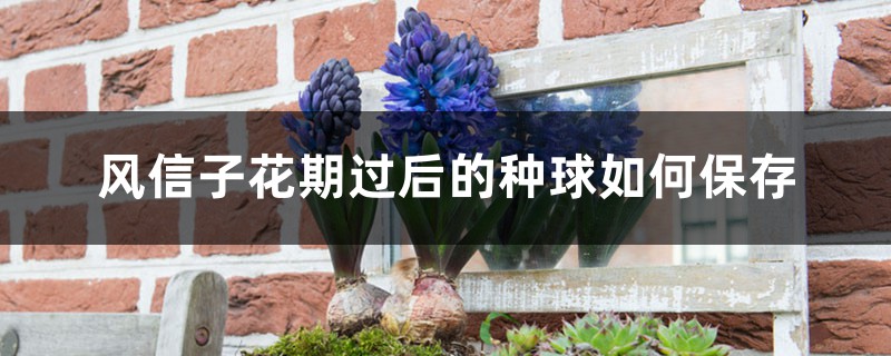 风信子花期过后的种球如何养保存 风信子花期过后的种球如何养保存