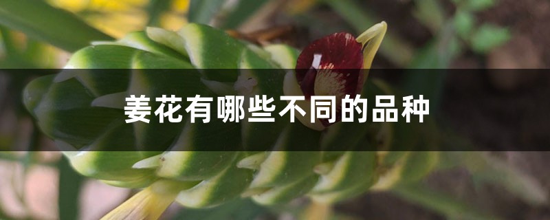 姜花有哪些不同的品种 姜花有哪些不同的品种