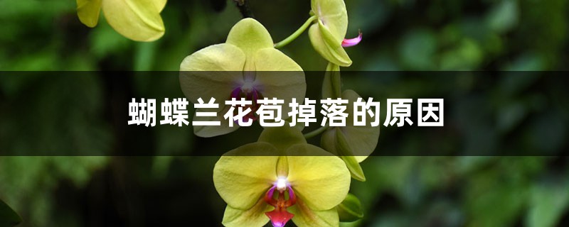蝴蝶兰花苞掉落的原因 蝴蝶兰花苞掉落的原因