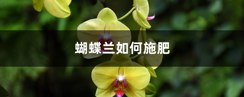 蝴蝶兰如何施肥 蝴蝶兰如何施肥