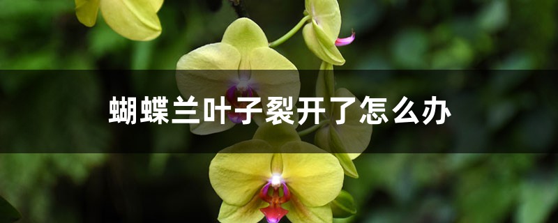 蝴蝶兰叶子裂开了怎么办 蝴蝶兰叶子裂开了怎么办