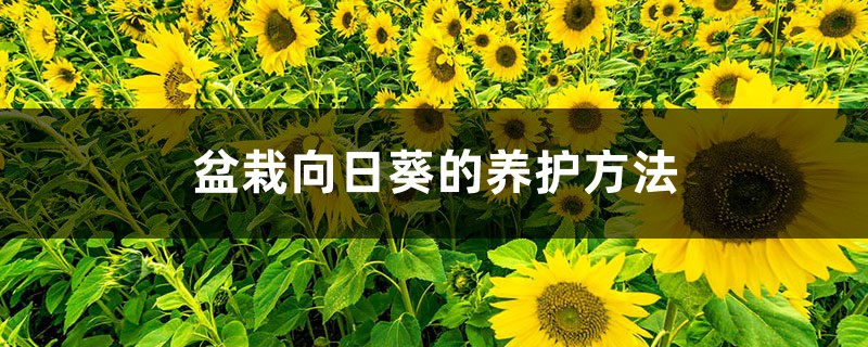 盆栽向日葵的养护方法 盆栽向日葵的养护方法
