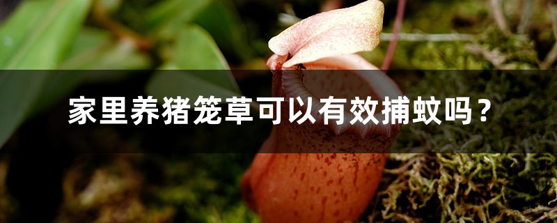 家里养猪笼草可以有效捕蚊吗? 家里养猪笼草可以有效捕蚊吗?