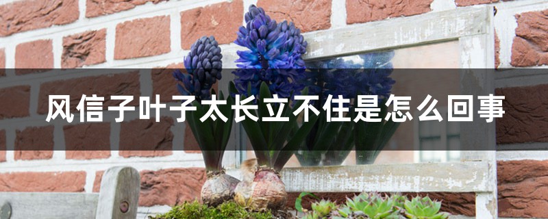 风信子叶子太长立不住是怎么回事 风信子叶子太长立不住是怎么回事
