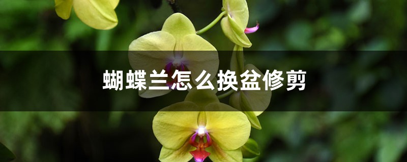 蝴蝶兰怎么换盆修剪 蝴蝶兰怎么换盆修剪