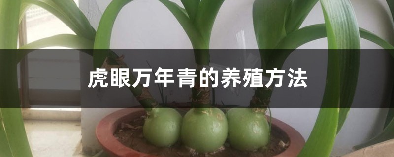 虎眼万年青的养殖方法 虎眼万年青的养殖方法