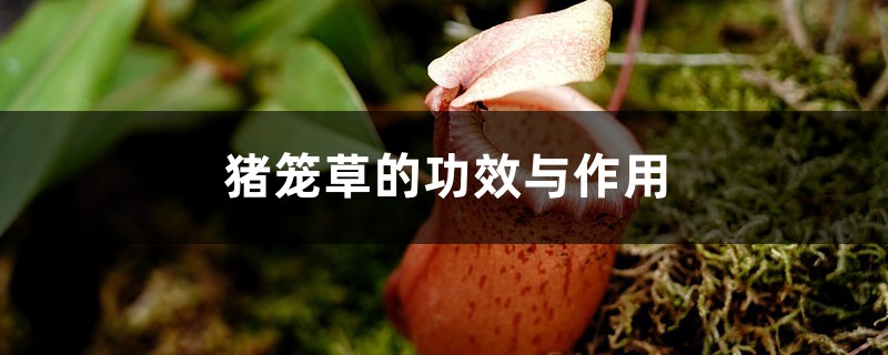 猪笼草的功效与作用 猪笼草的功效与作用