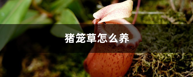 猪笼草怎么养 猪笼草怎么养