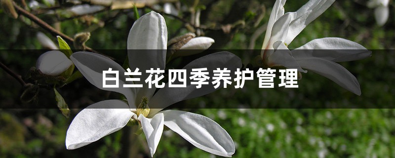 白兰花四季养护管理 白兰花四季养护管理