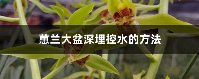 蕙兰大盆深埋控水的方法 蕙兰大盆深埋控水的方法