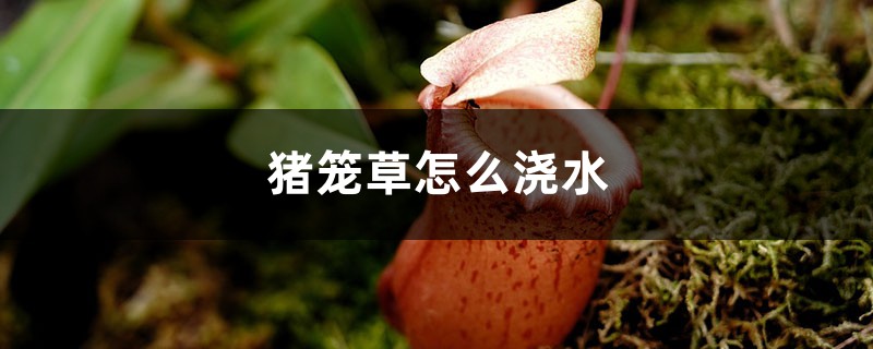 猪笼草怎么浇水 猪笼草怎么浇水