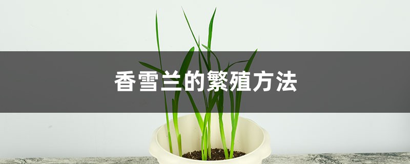 香雪兰的繁殖方法 香雪兰的繁殖方法