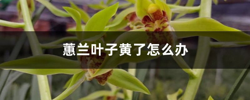 蕙兰叶子黄了怎么办 蕙兰叶子黄了怎么办