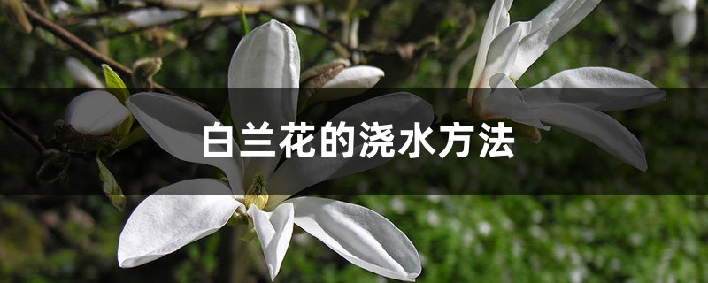 白兰花的浇水方法 白兰花的浇水方法