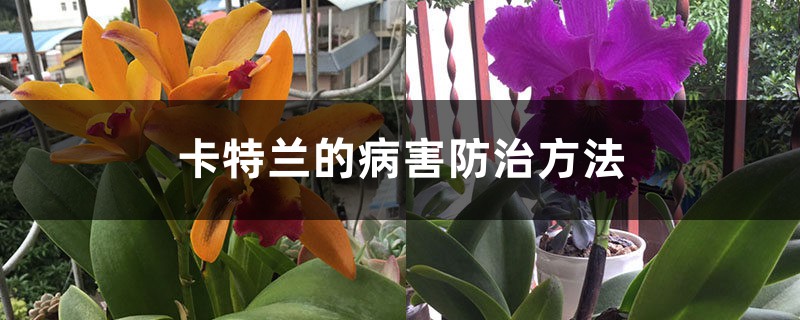 卡特兰的病害防治方法 卡特兰的病害防治方法