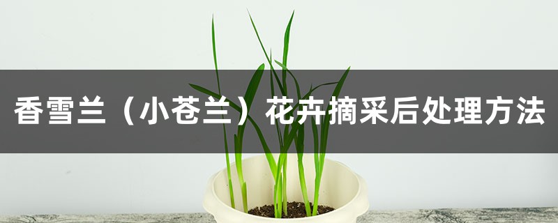 香雪兰(小苍兰)花卉摘采后处理方法 香雪兰(小苍兰)花卉摘采后处理方法