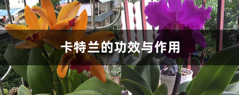卡特兰的功效与作用 卡特兰的功效与作用