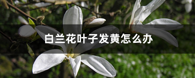 白兰花叶子发黄怎么办 白兰花叶子发黄怎么办
