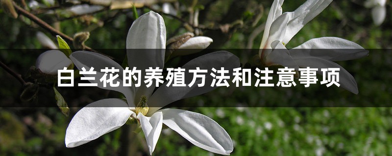 白兰花的养殖方法和注意事项 白兰花的养殖方法和注意事项