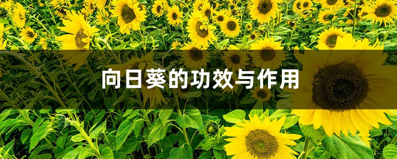 向日葵的功效与作用 向日葵的功效与作用