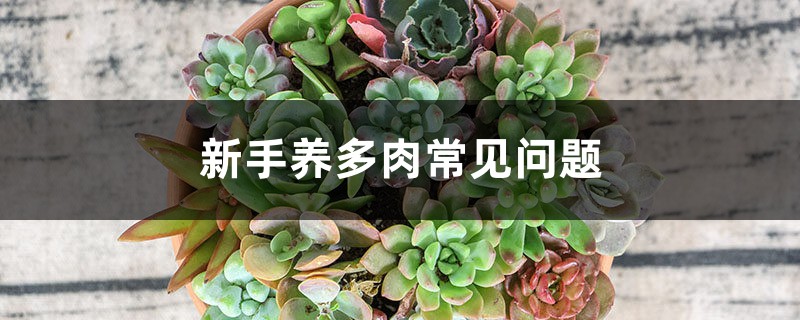 新手养多肉常见问题 新手养多肉常见问题