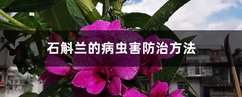 石斛兰的病虫害防治方法 石斛兰的病虫害防治方法